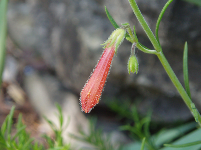 Penstemon pinifolius (Pine-needle penstemon) #32963