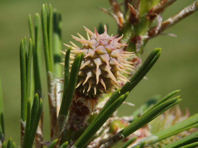 Pinus rigida (Pitch pine) #32979