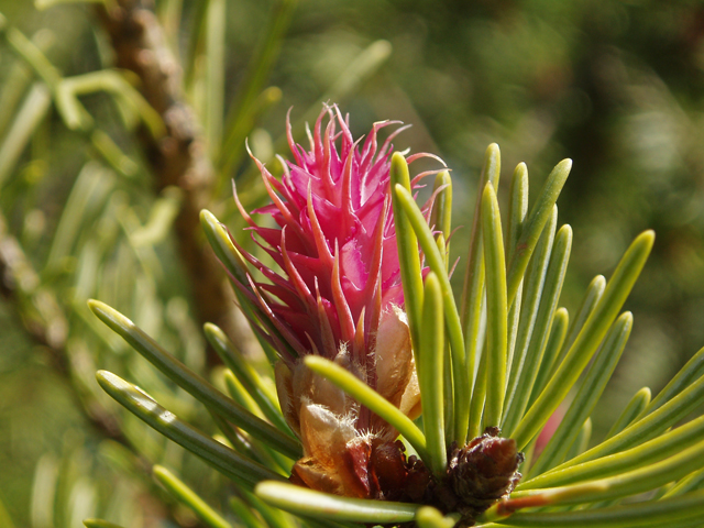 Pseudotsuga menziesii var. glauca (Rocky mountain douglas fir) #32989