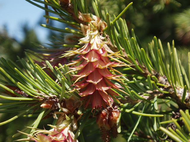 Pseudotsuga menziesii var. glauca (Rocky mountain douglas fir) #32994