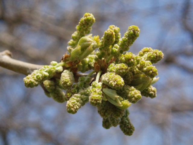 Quercus muehlenbergii (Chinkapin oak) #33011