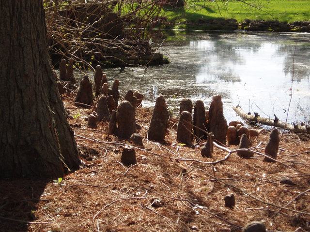 Taxodium distichum (Bald cypress) #33048