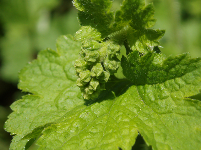 Tellima grandiflora (Bigflower tellima) #33055