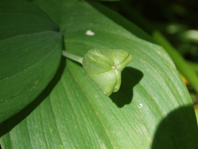 Uvularia grandiflora (Largeflower bellwort) #33080