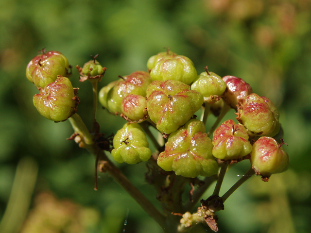 Ceanothus americanus (New jersey tea) #33433