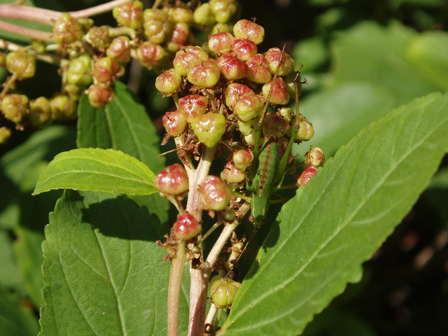 Ceanothus americanus (New jersey tea) #33435