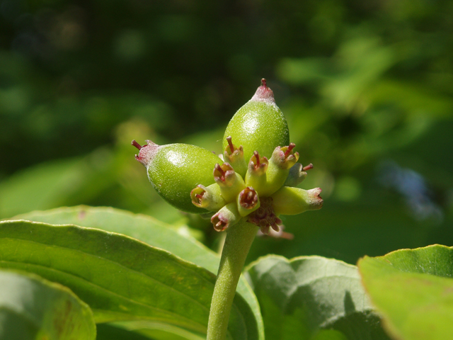 Cornus florida (Flowering dogwood) #33450