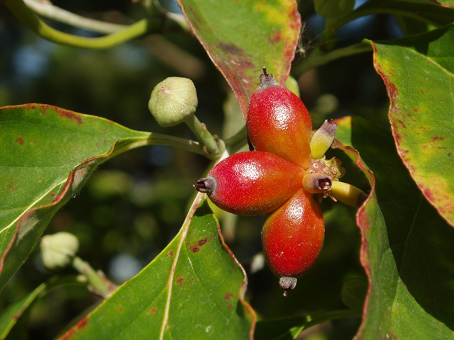 Cornus florida (Flowering dogwood) #33452