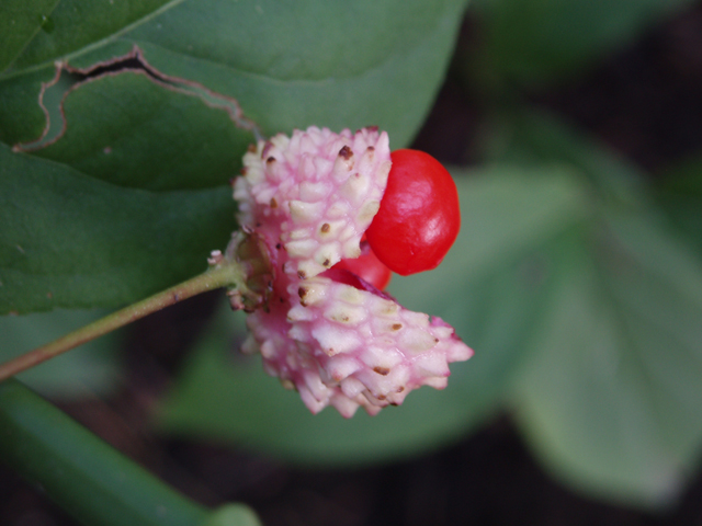 Euonymus obovatus (Running strawberry bush) #33479