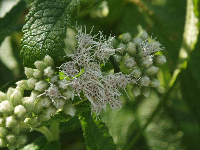 Eupatorium perfoliatum (Common boneset) #33486