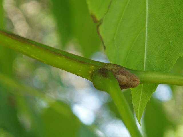 Fraxinus quadrangulata (Blue ash) #33490