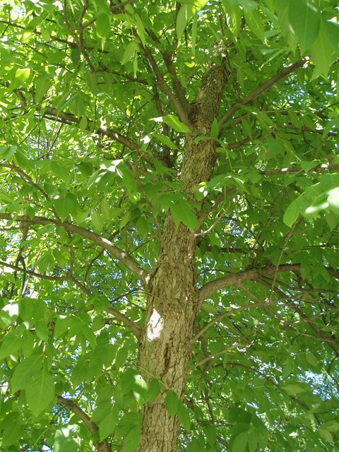 Fraxinus quadrangulata (Blue ash) #33491