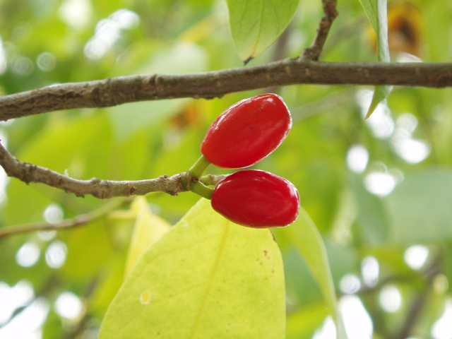 Lindera benzoin (Northern spicebush) #33517