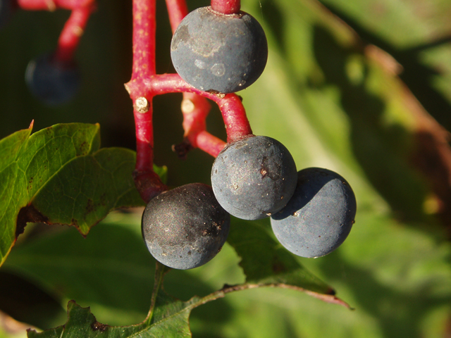 Parthenocissus quinquefolia (Virginia creeper) #33559