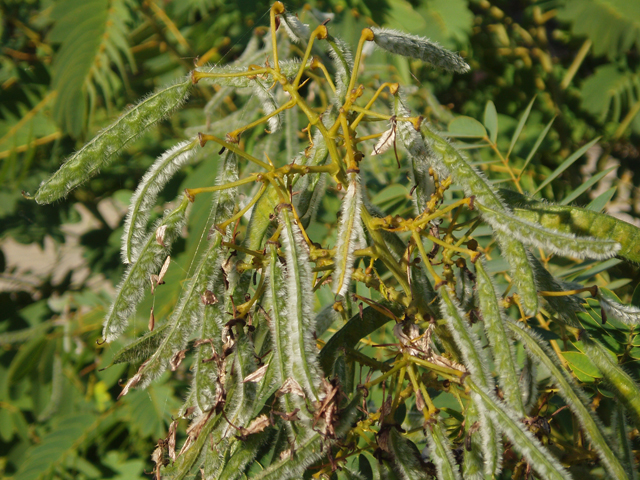 Senna hebecarpa (American senna) #33583