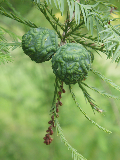 Taxodium distichum (Bald cypress) #33599