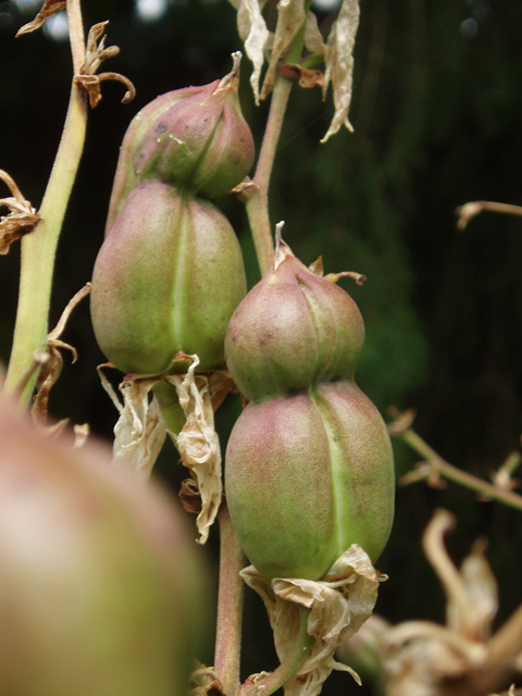 Yucca filamentosa (Adam's needle) #33625