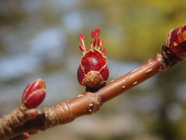 Acer saccharinum (Silver maple) #35310