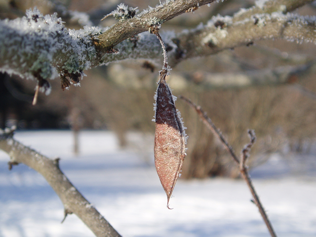 Cercis canadensis var. canadensis (Eastern redbud) #35359