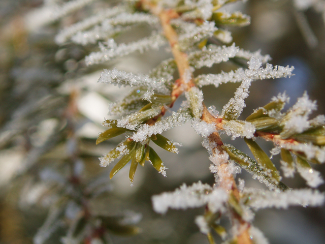 Tsuga canadensis (Eastern hemlock) #35432