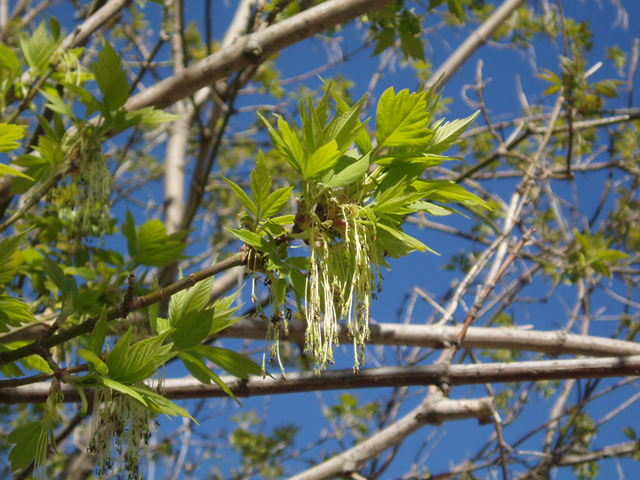 Acer negundo (Box elder) #35456