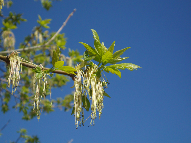 Acer negundo (Box elder) #35457