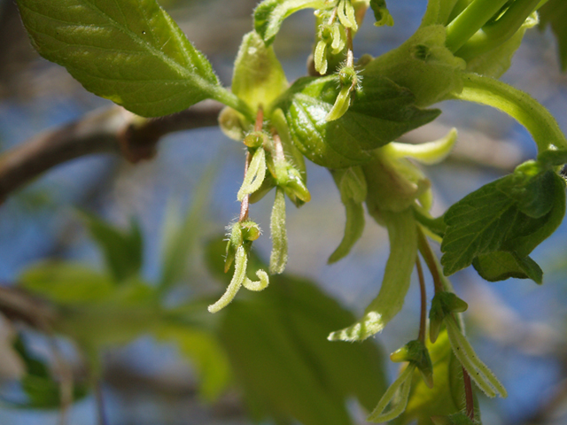 Acer negundo (Box elder) #35460