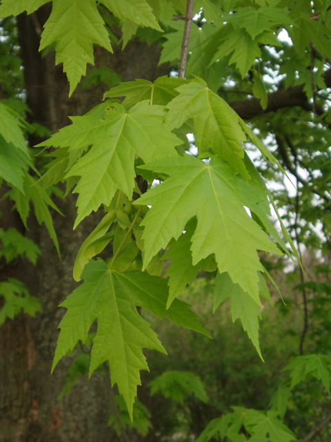 Acer saccharinum (Silver maple) #35468