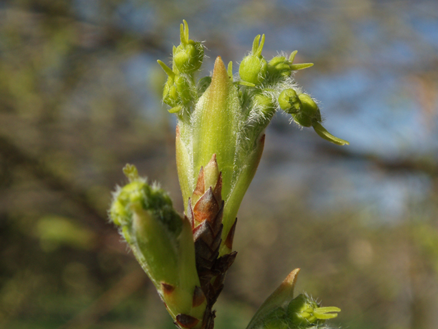 Acer saccharum (Sugar maple) #35479