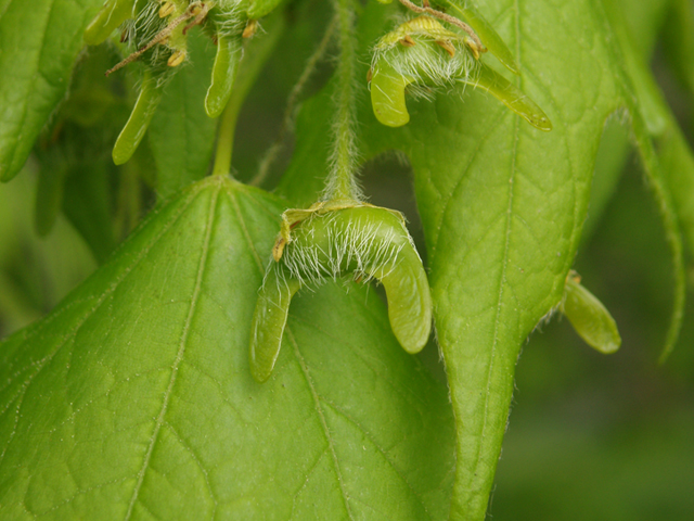 Acer saccharum (Sugar maple) #35489