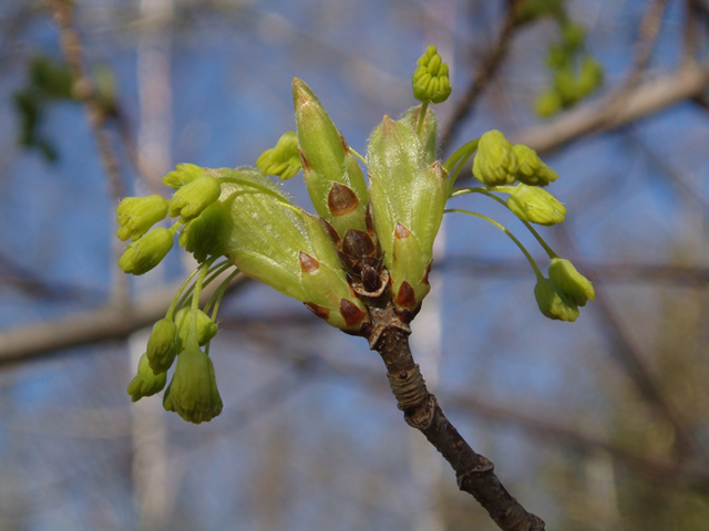 Acer nigrum (Black maple) #35493