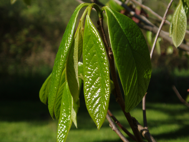 Asimina triloba (Pawpaw) #35516