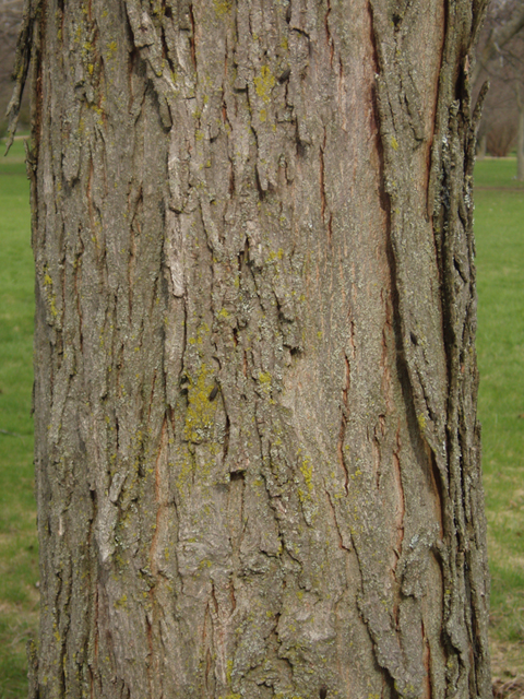 Carya glabra (Pignut hickory) #35526