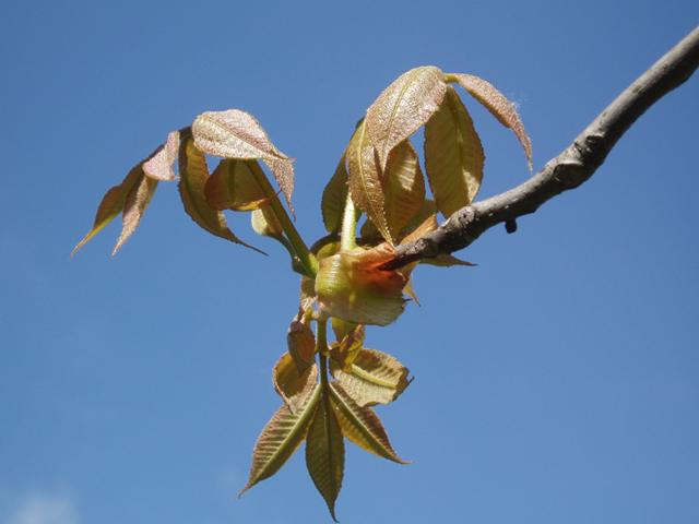 Carya glabra (Pignut hickory) #35528