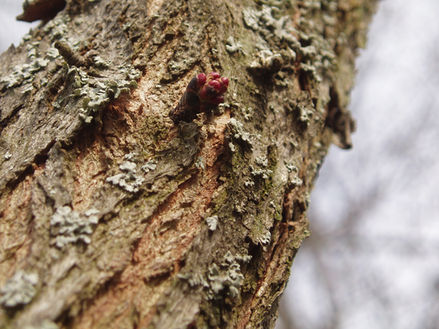 Cercis canadensis var. canadensis (Eastern redbud) #35592