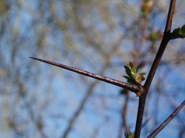 Crataegus marshallii (Parsley hawthorn) #35610