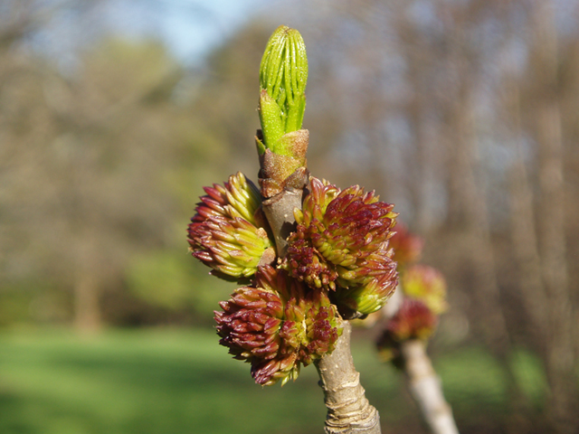 Fraxinus americana (White ash) #35635