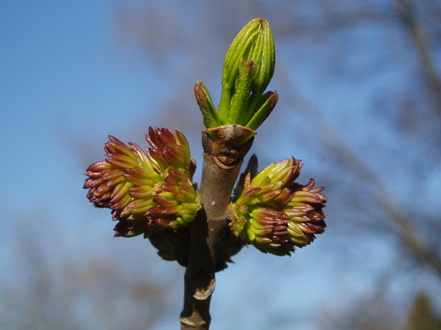 Fraxinus americana (White ash) #35636