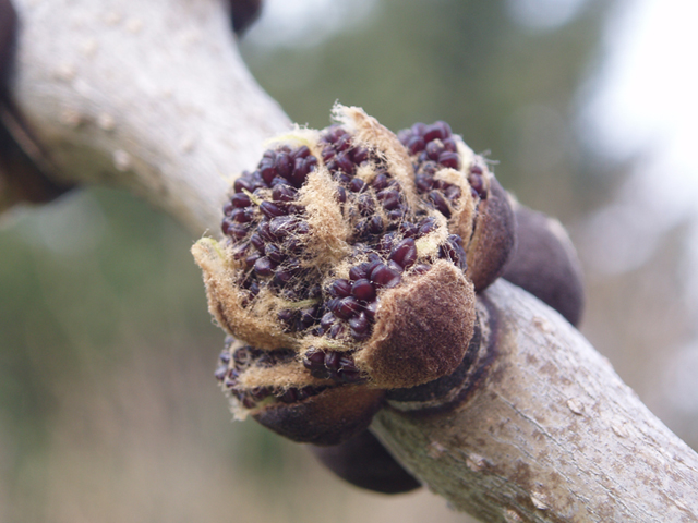 Fraxinus nigra (Black ash) #35642