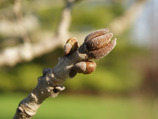 Fraxinus pennsylvanica (Green ash) #35649