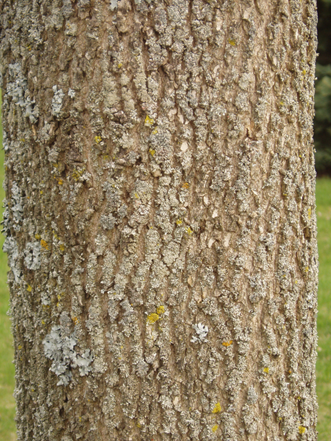 Fraxinus profunda (Pumpkin ash) #35652