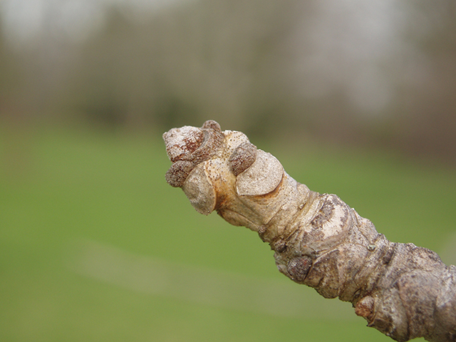 Fraxinus profunda (Pumpkin ash) #35653