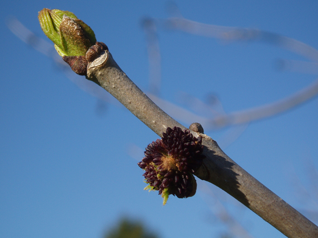 Fraxinus profunda (Pumpkin ash) #35654