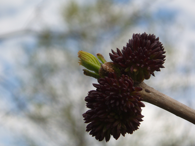 Fraxinus profunda (Pumpkin ash) #35655