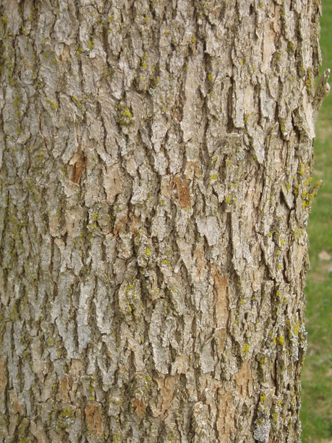 Fraxinus quadrangulata (Blue ash) #35656