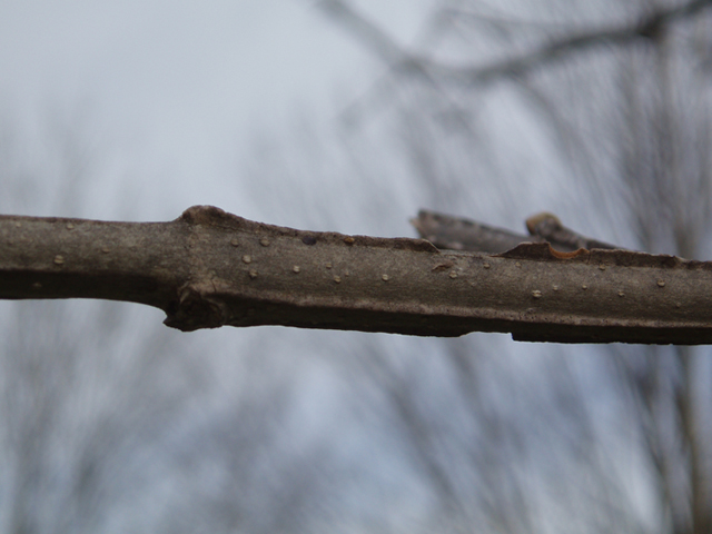 Fraxinus quadrangulata (Blue ash) #35657