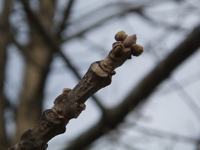 Fraxinus quadrangulata (Blue ash) #35658