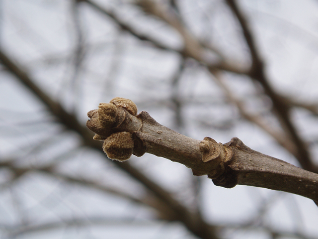 Fraxinus quadrangulata (Blue ash) #35659