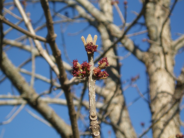 Fraxinus quadrangulata (Blue ash) #35660