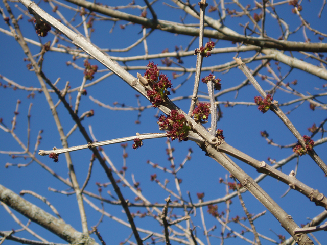 Fraxinus quadrangulata (Blue ash) #35661